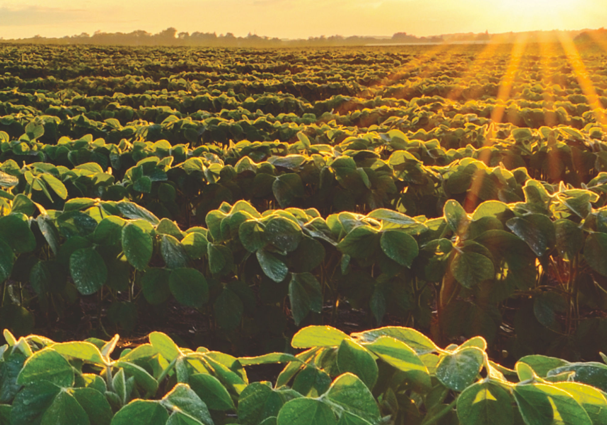 Agvance SKY — field at sunrise